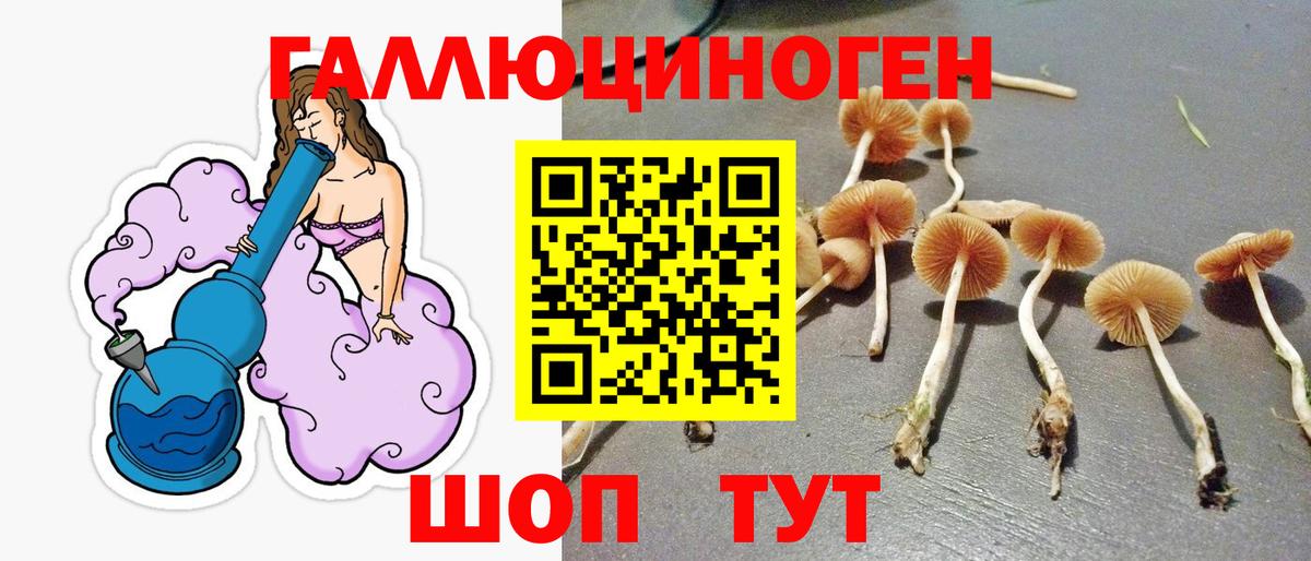 Галлюциногенные грибы Cubensis Северск